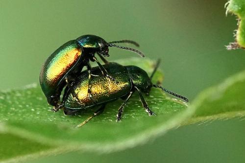 Gastrophysa viridula